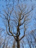 les arbres en fôret de Montmorency