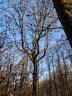 les arbres en fôret de Montmorency