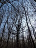 les arbres en fôret de Montmorency