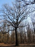 les arbres en fôret de Montmorency