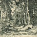 sous bois