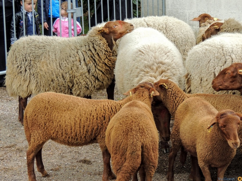 " Transhumance " de Saint Prix 