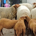 " Transhumance " de Saint Prix 