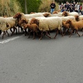 " Transhumance " de Saint Prix 