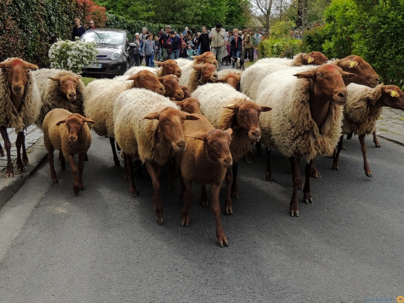 " Transhumance " de Saint Prix 