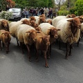 " Transhumance " de Saint Prix 