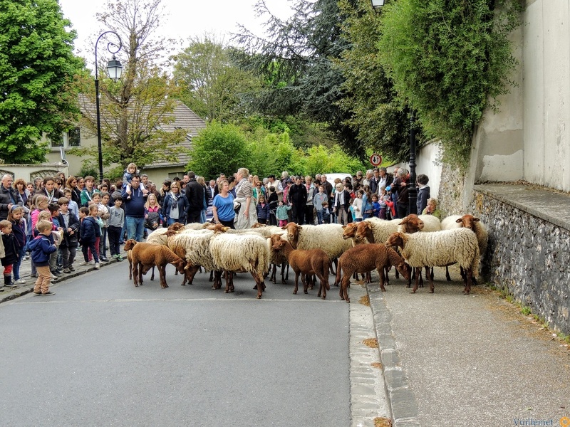 " Transhumance " de Saint Prix 