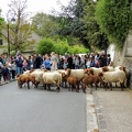 " Transhumance " de Saint Prix 