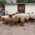 " Transhumance " de Saint Prix 
