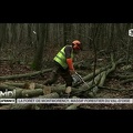 VU D'ICI : La forêt de Montmorency, massif forestier du Val d'Oise